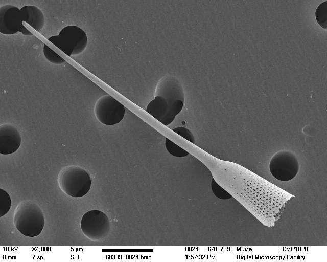 Представитель Отряда Rhizosoleniales